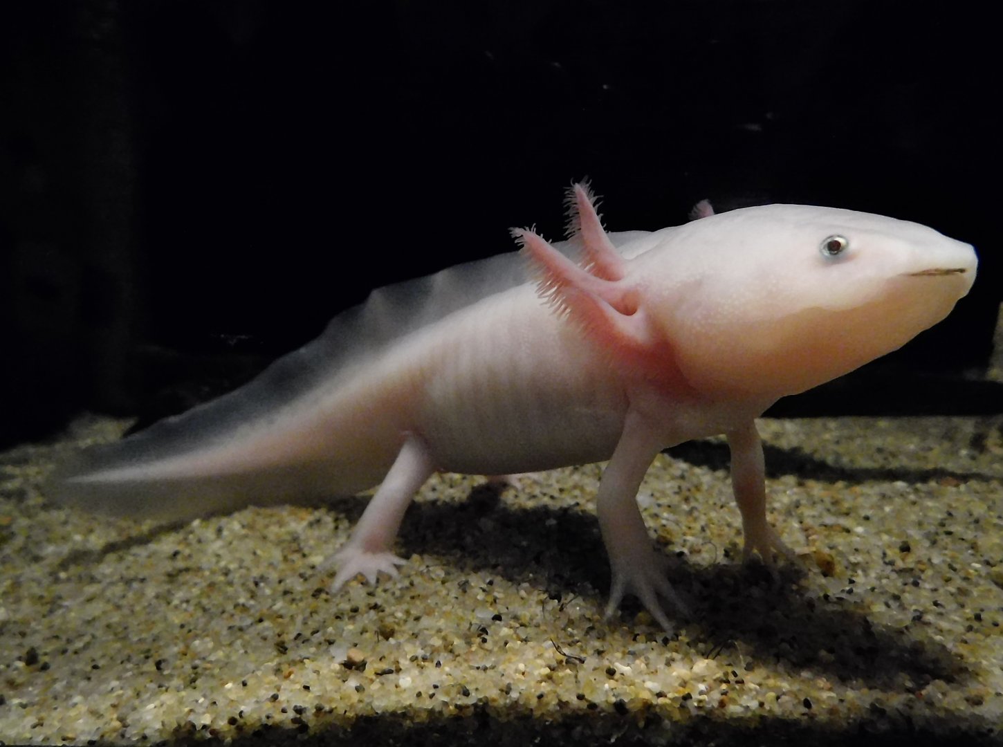 Axolotl (Ambystoma mexicanum) September 20, 2025