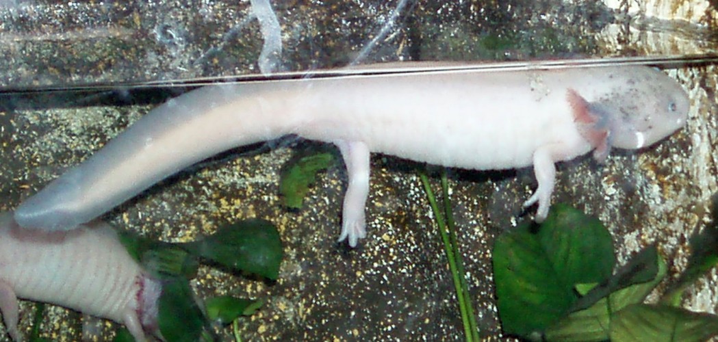 Axolotl (Ambystoma mexicanum)