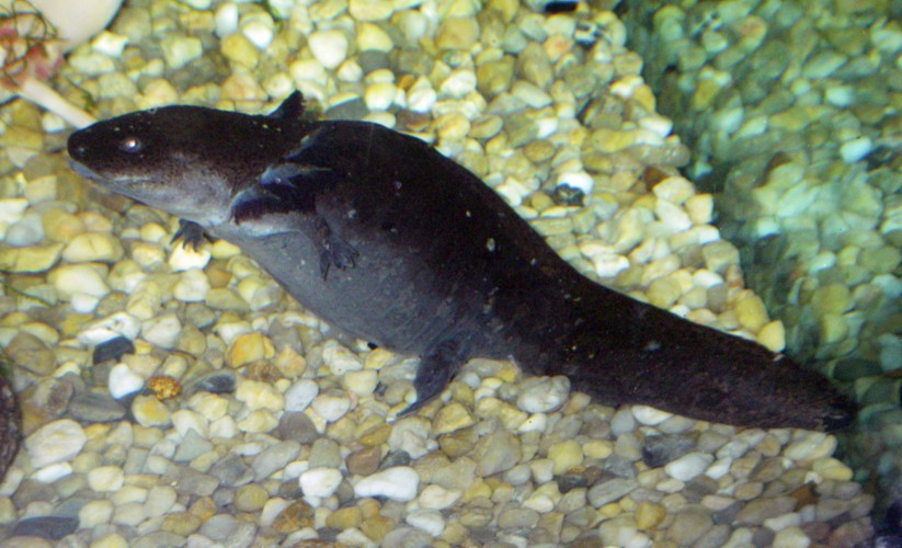 Axolotl (Ambystoma mexicanum)