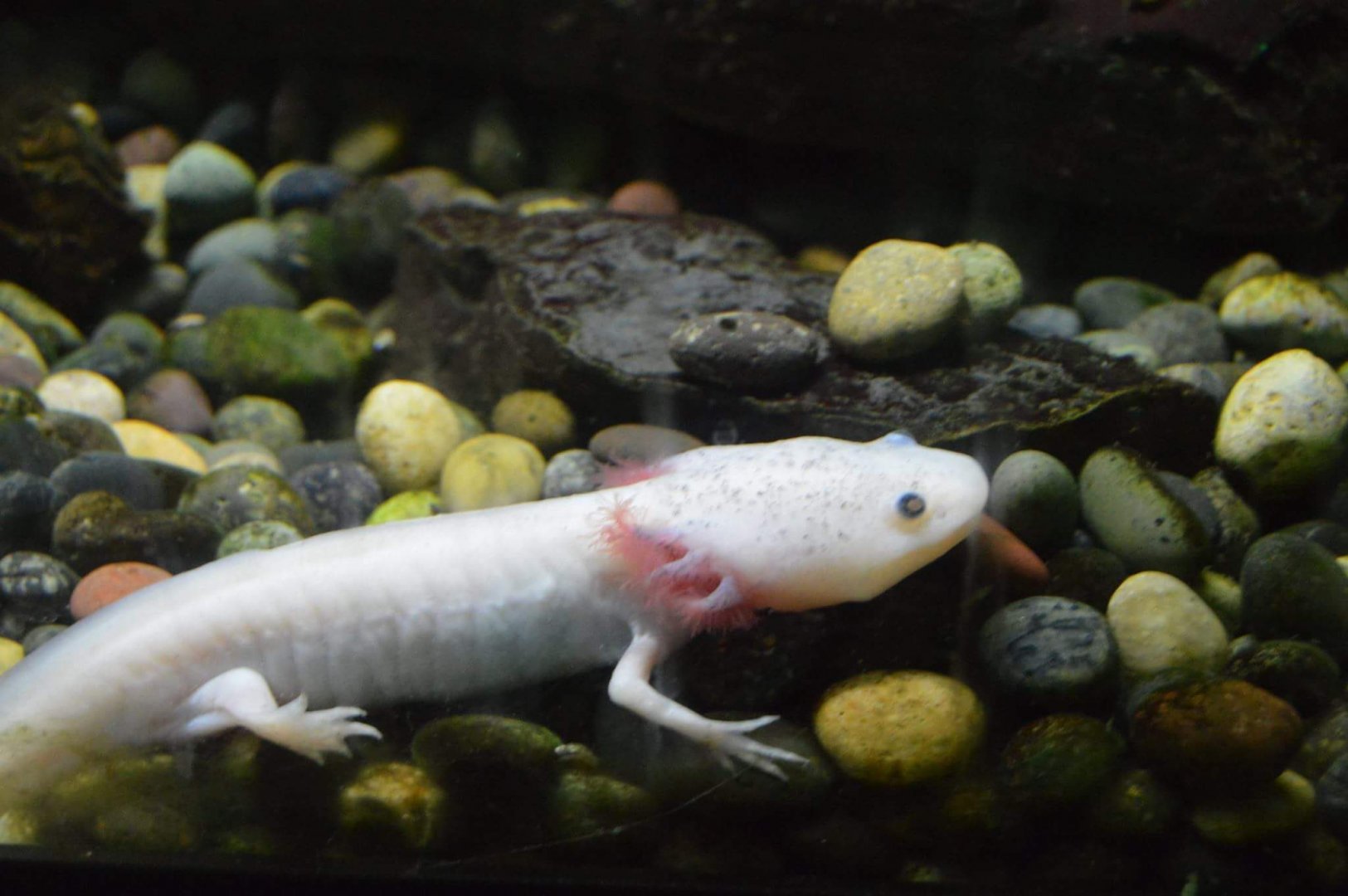 Axolotl (Ambystoma mexicanum)