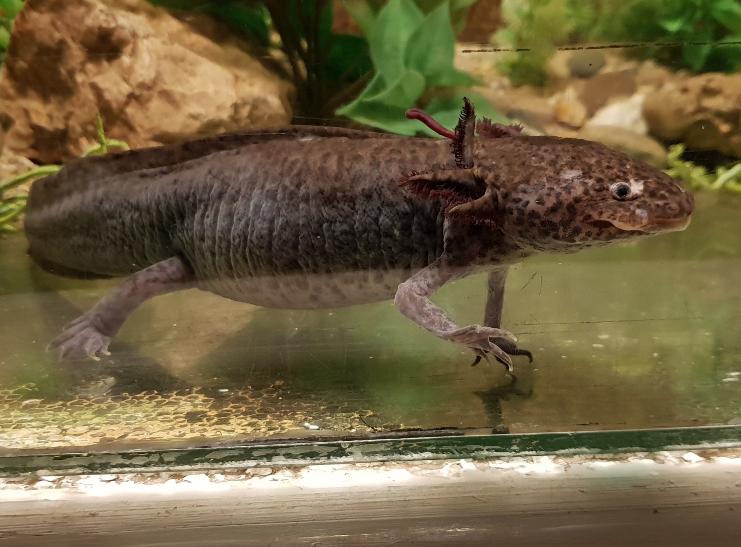 Axolotl - Ambystoma mexicanum