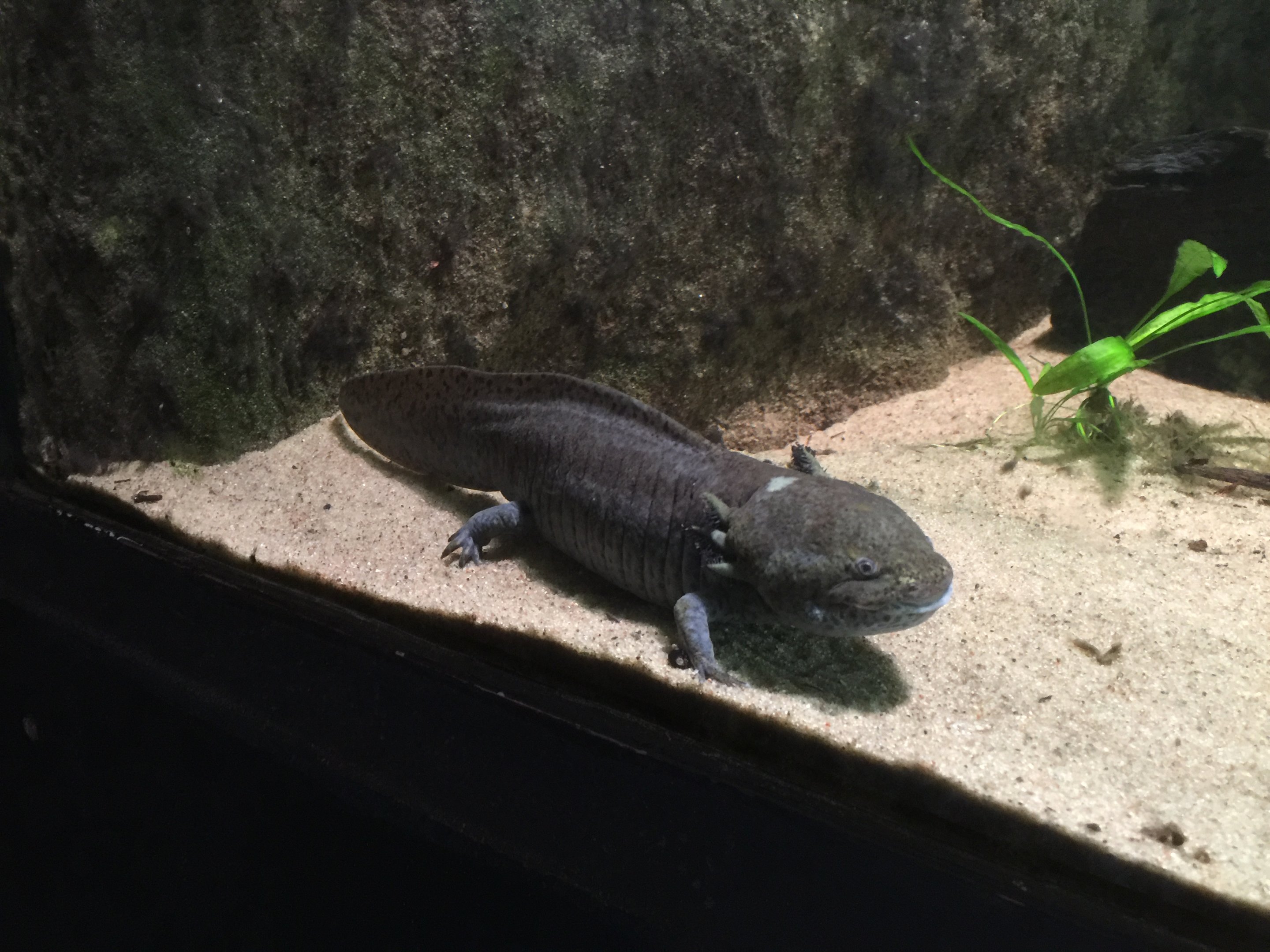 Axolotl (Ambystoma mexicanum)