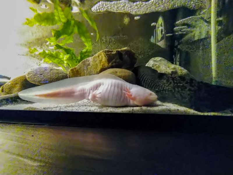 axolotl (Ambystoma mexicanum)