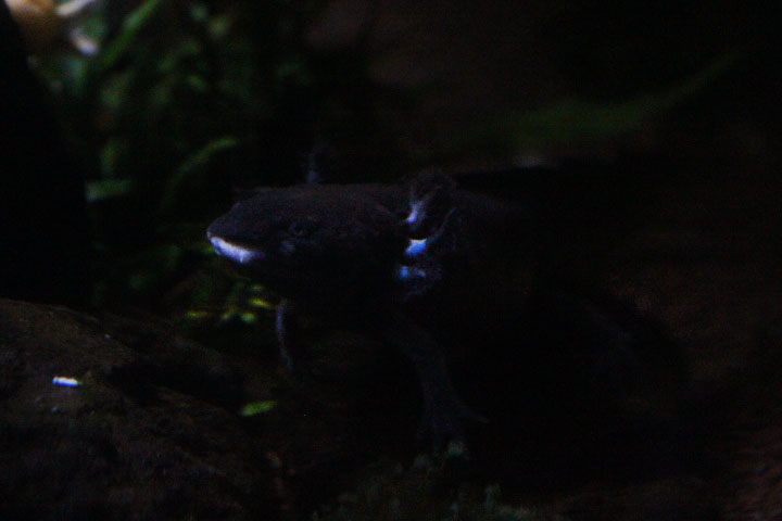 Axolotl (Ambystoma mexicanum)