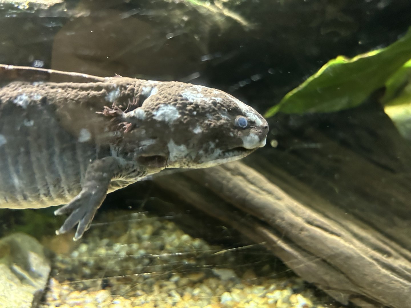 Axolotl (Ambystoma mexicanum)