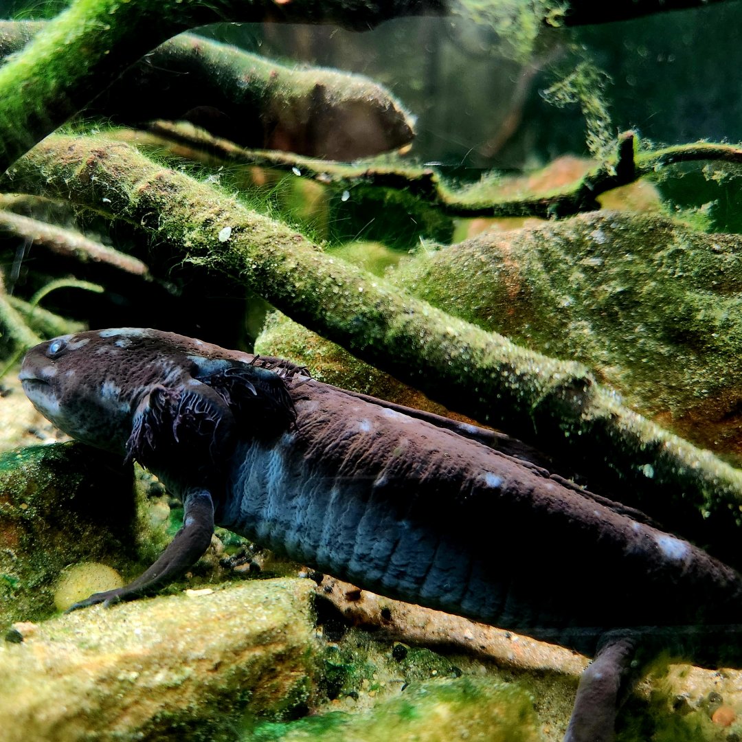 Axolotl (Ambystoma mexicanum)