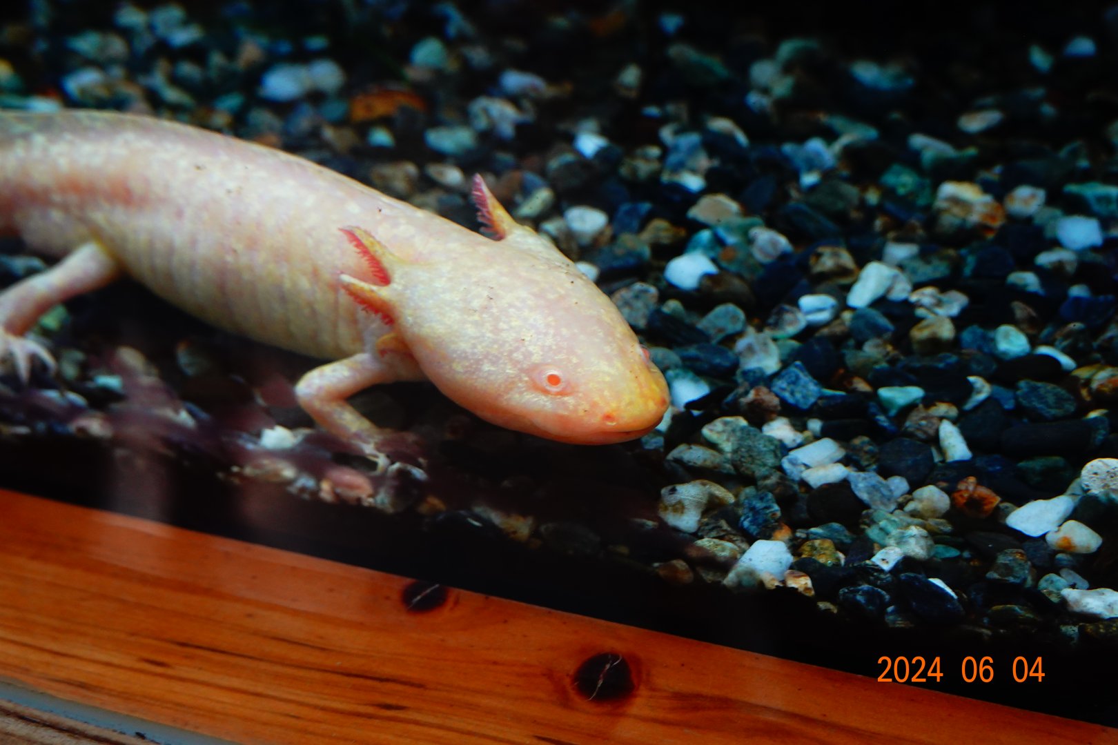 Axolotl (Ambystoma mexicanum)