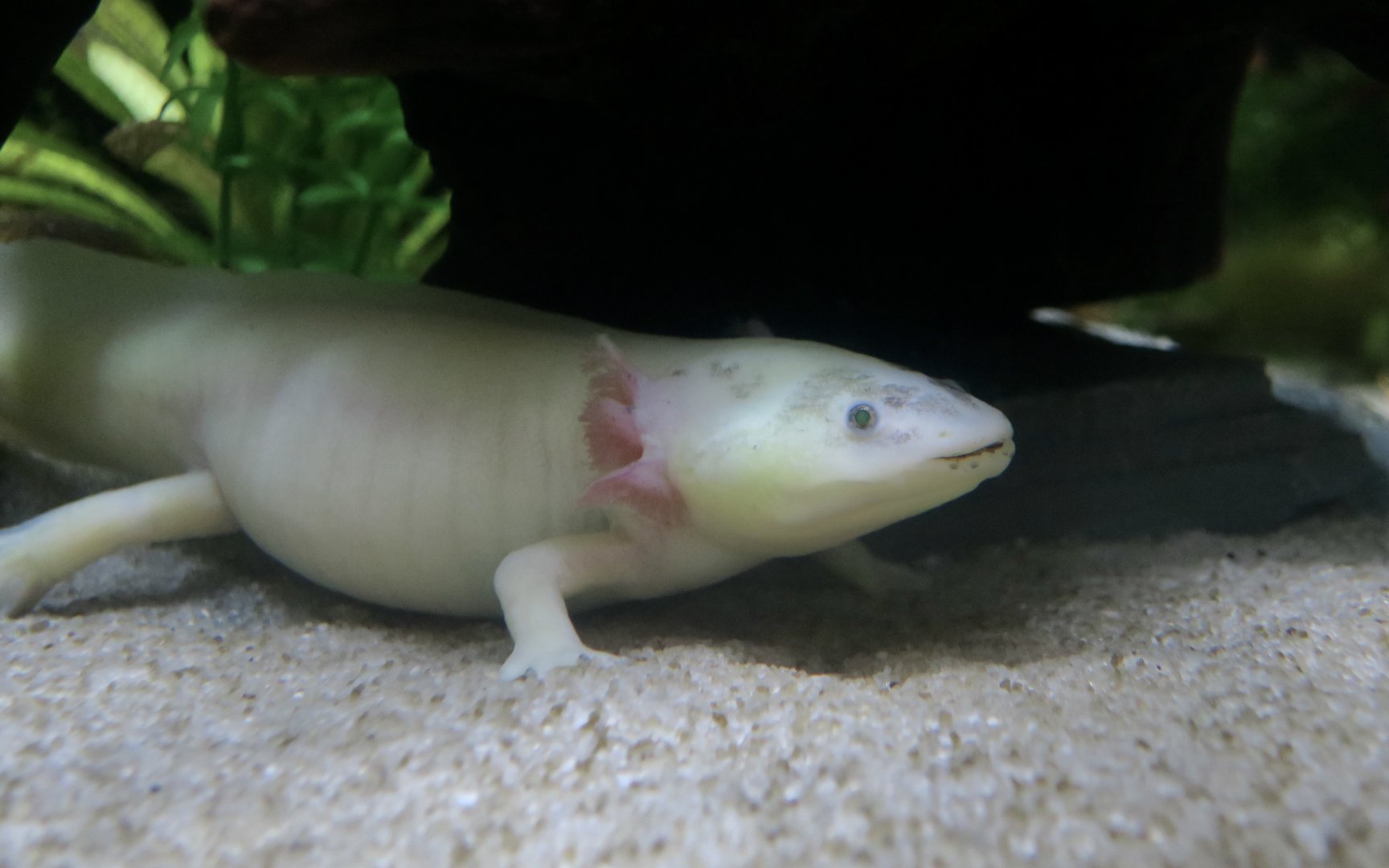 Axolotl (Ambystoma mexicanum)