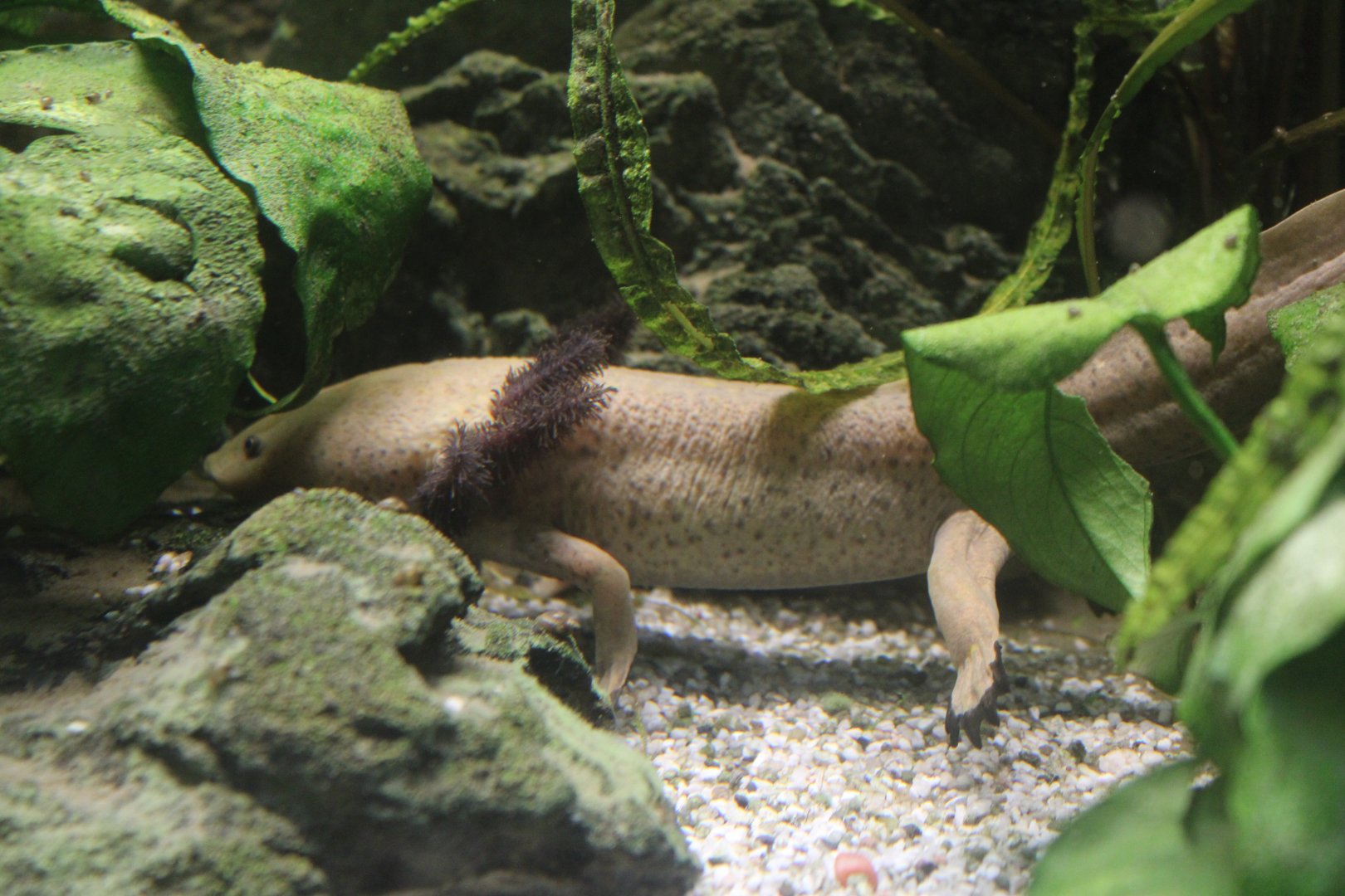 Axolotl (Ambystoma mexicanum)
