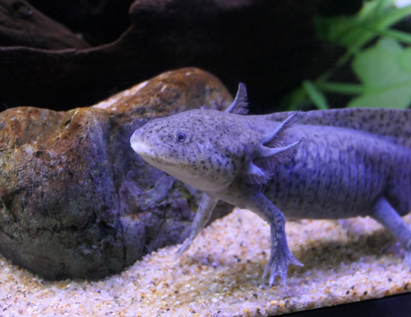 Axolotl (Ambystoma mexicanum)