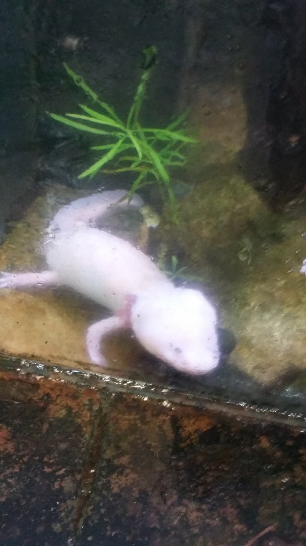 Axolotl (Ambystoma mexicanum)