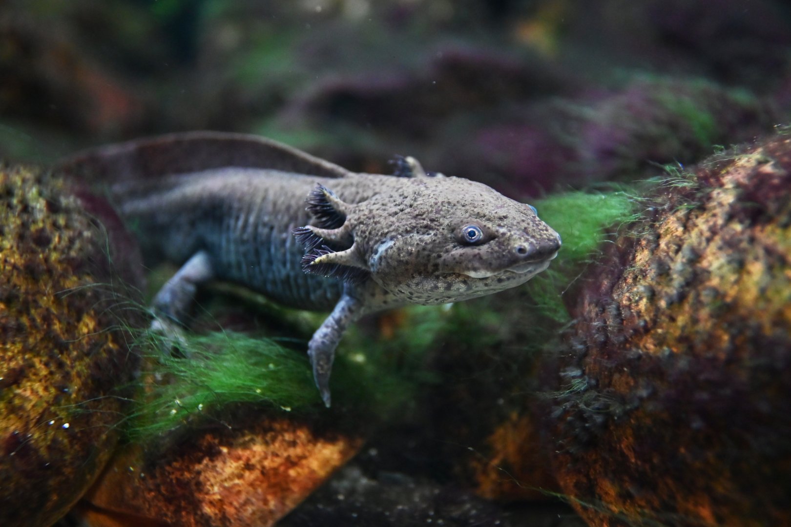 Axolotl Ambysytoma mexicanum