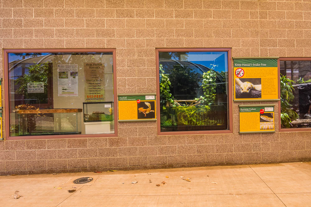 Axolotl and Burmese Python exhibit
