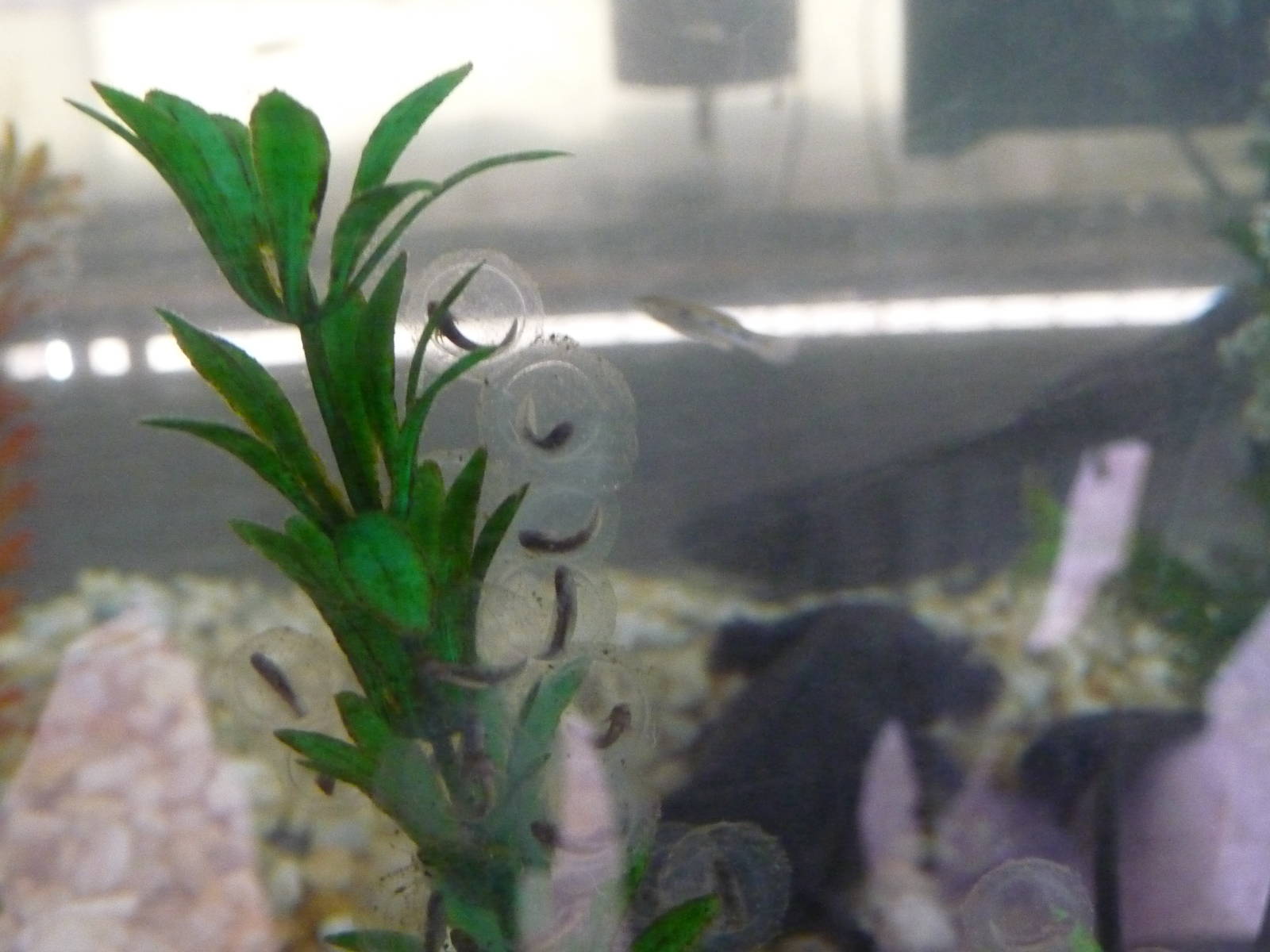 axolotl and eggs zoologico los coyotes