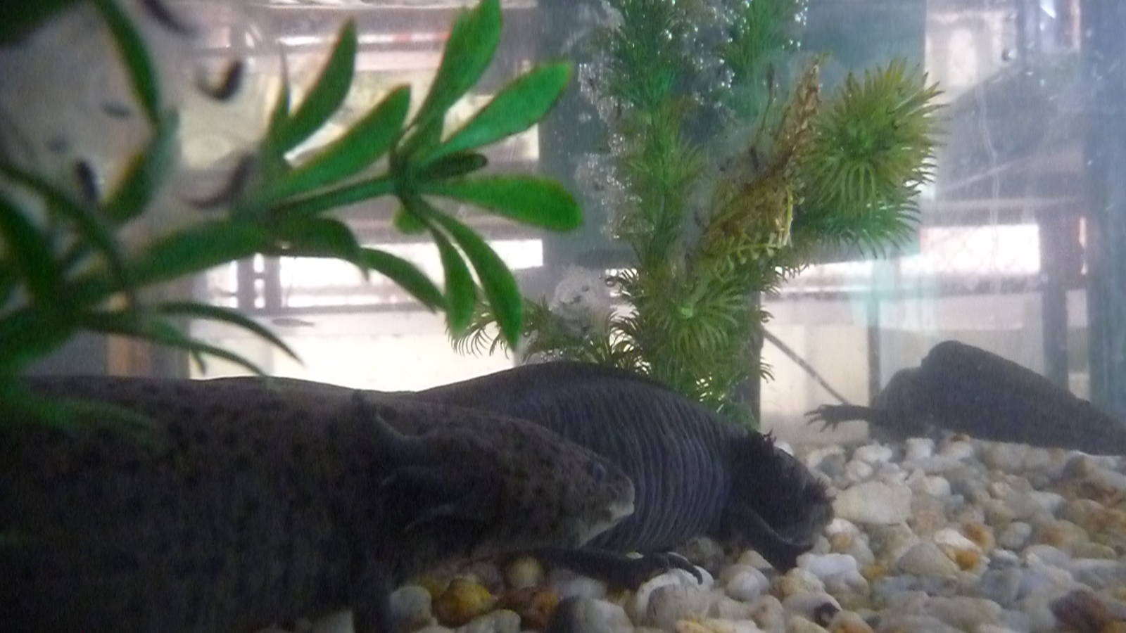 axolotl and eggs zoologico los coyotes