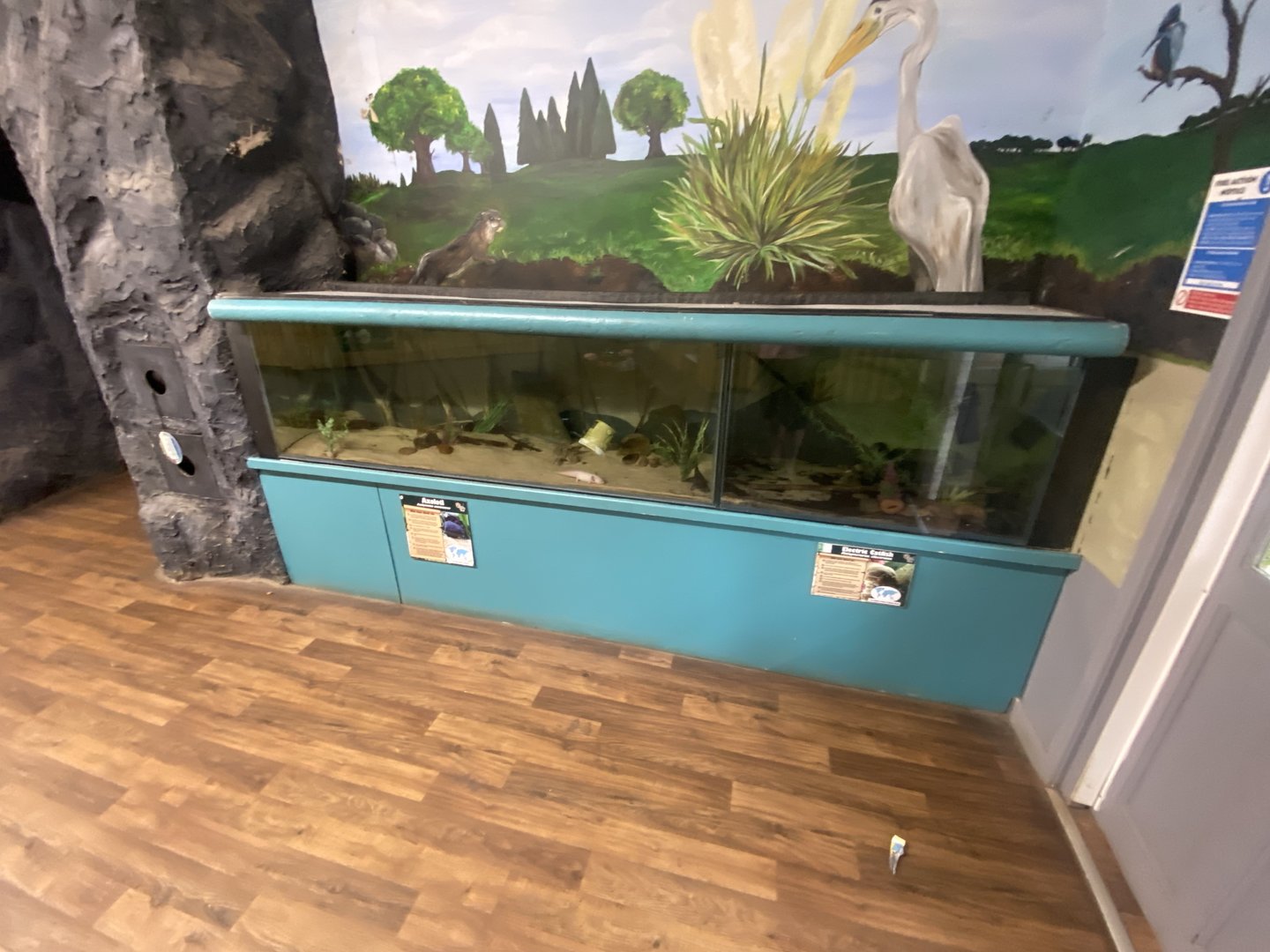 Axolotl and Electric catfish exhibits 150723