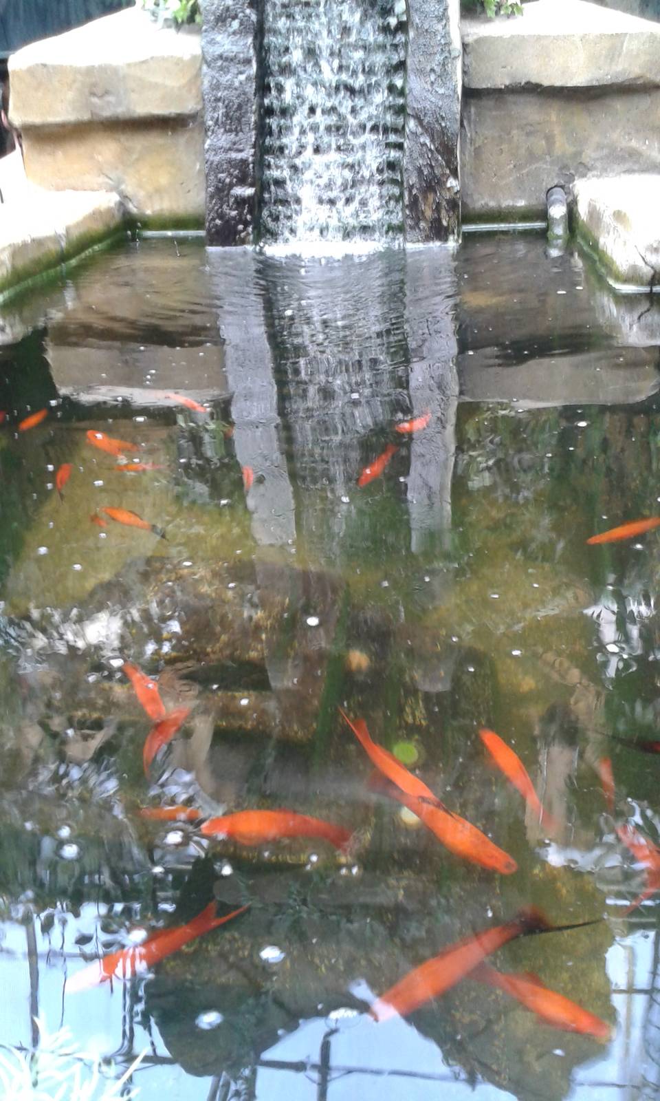 Axolotl and Swordtail exhibit