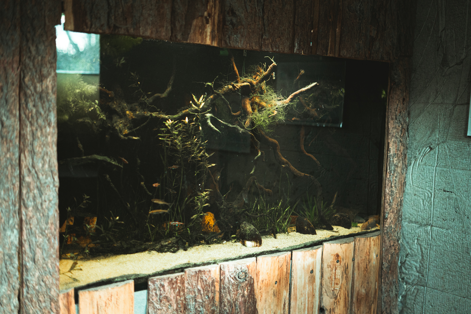Axolotl Aquarium at the pond viewing