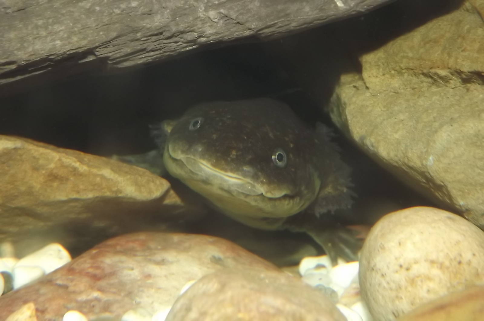 Axolotl at Blackpool Zoo 16/06/12