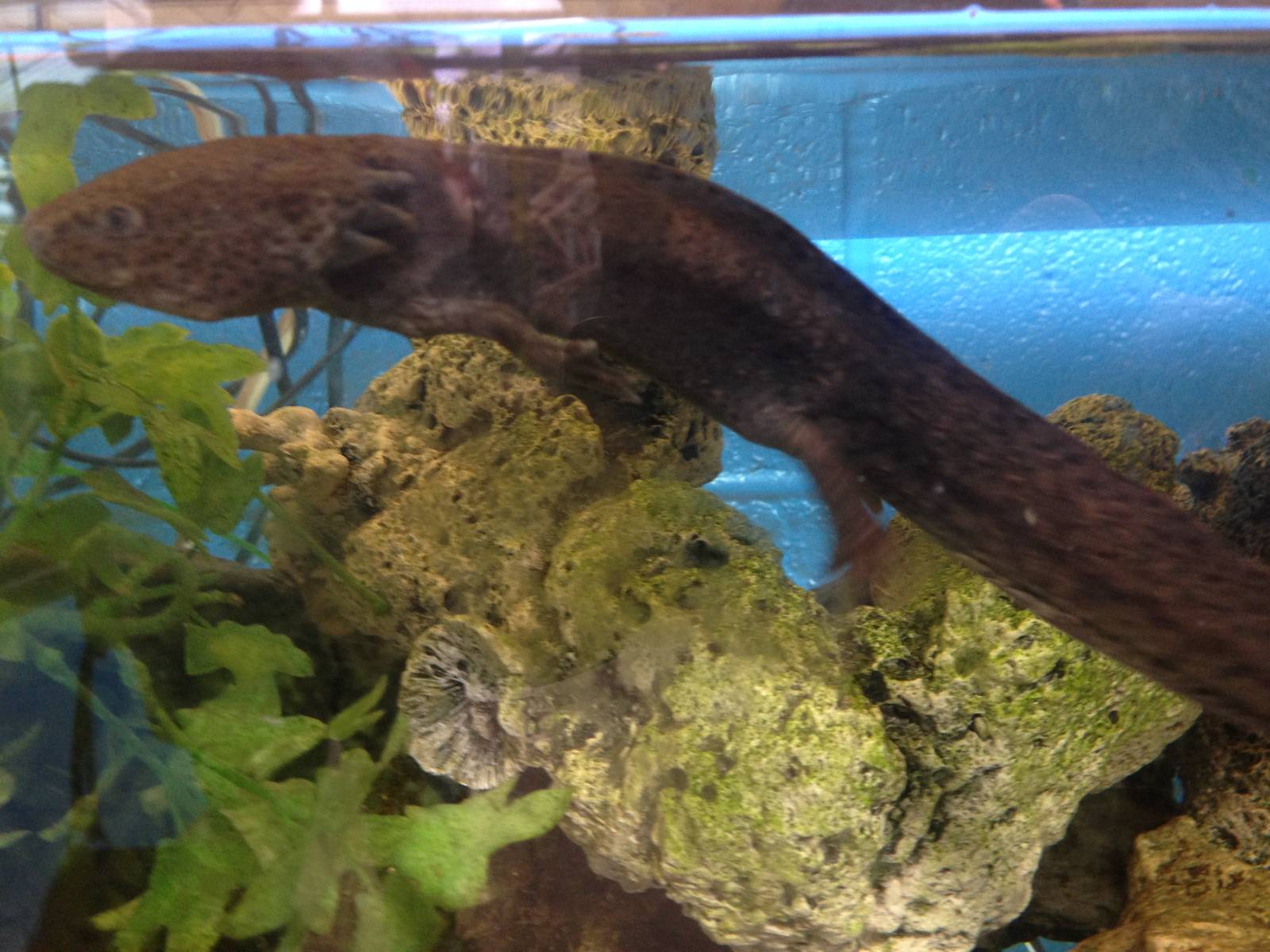 Axolotl (?) at Ponderosa Rural Thereapeutic Centre