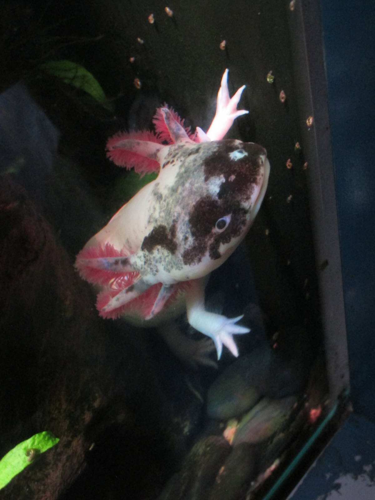 axolotl barcelona aquarium