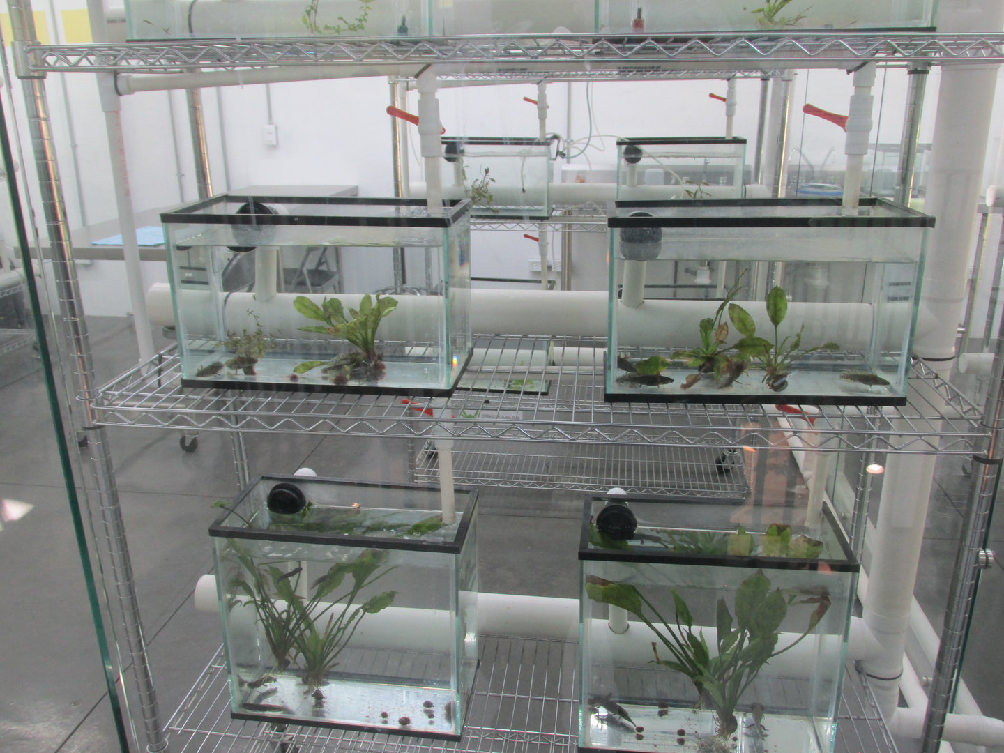 axolotl breeding tanks