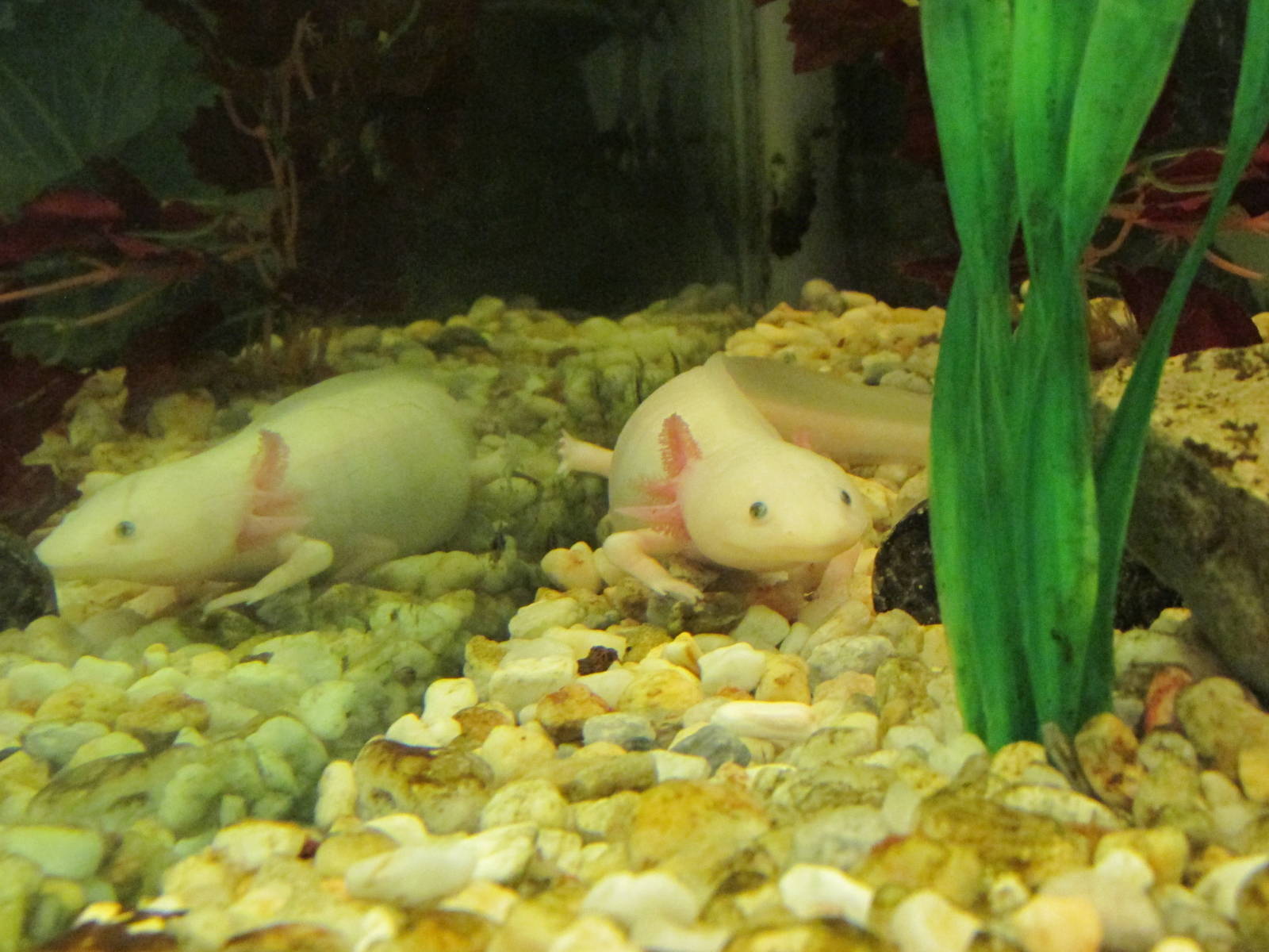 axolotl chapultepec zoo