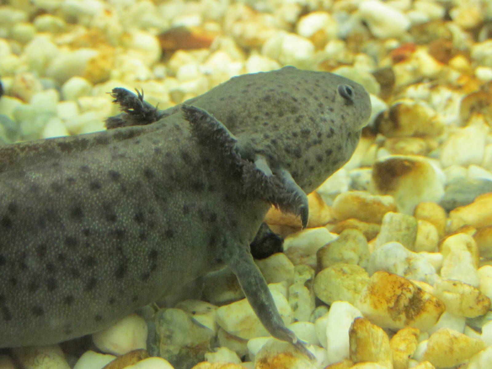 axolotl chapultepec zoo