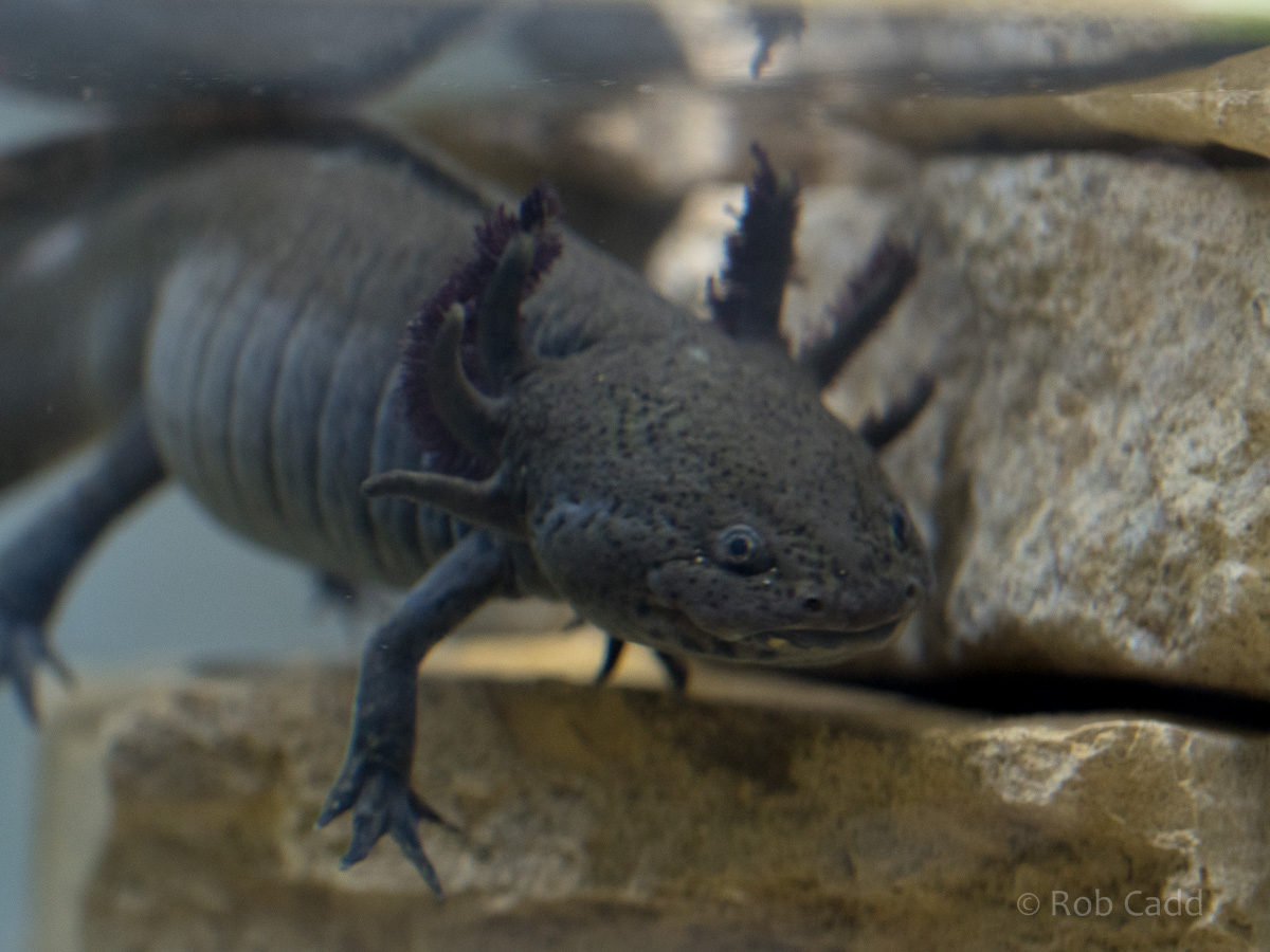 Axolotl : Cotswold WP : 13 Dec 2015