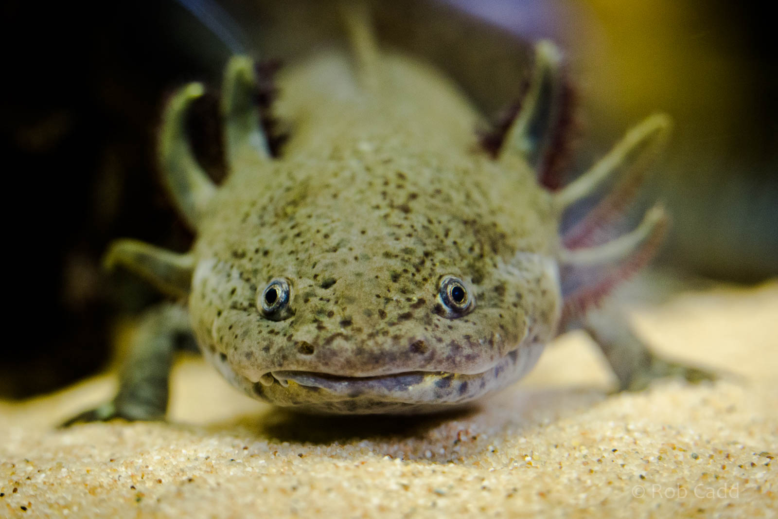 Axolotl : Cotswold WP : 27 Jun 2014