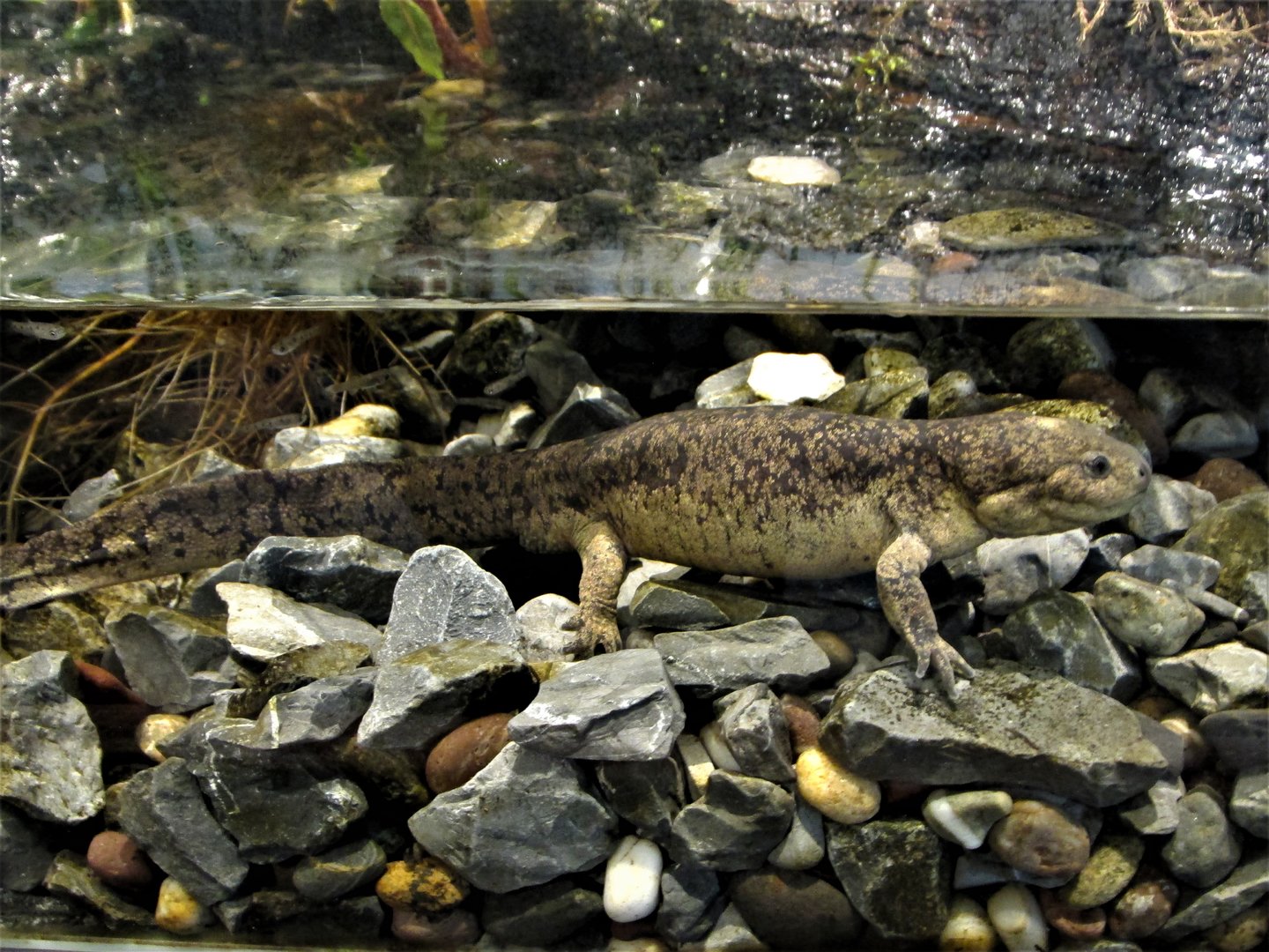 axolotl de Toluca or mexican granular salamander