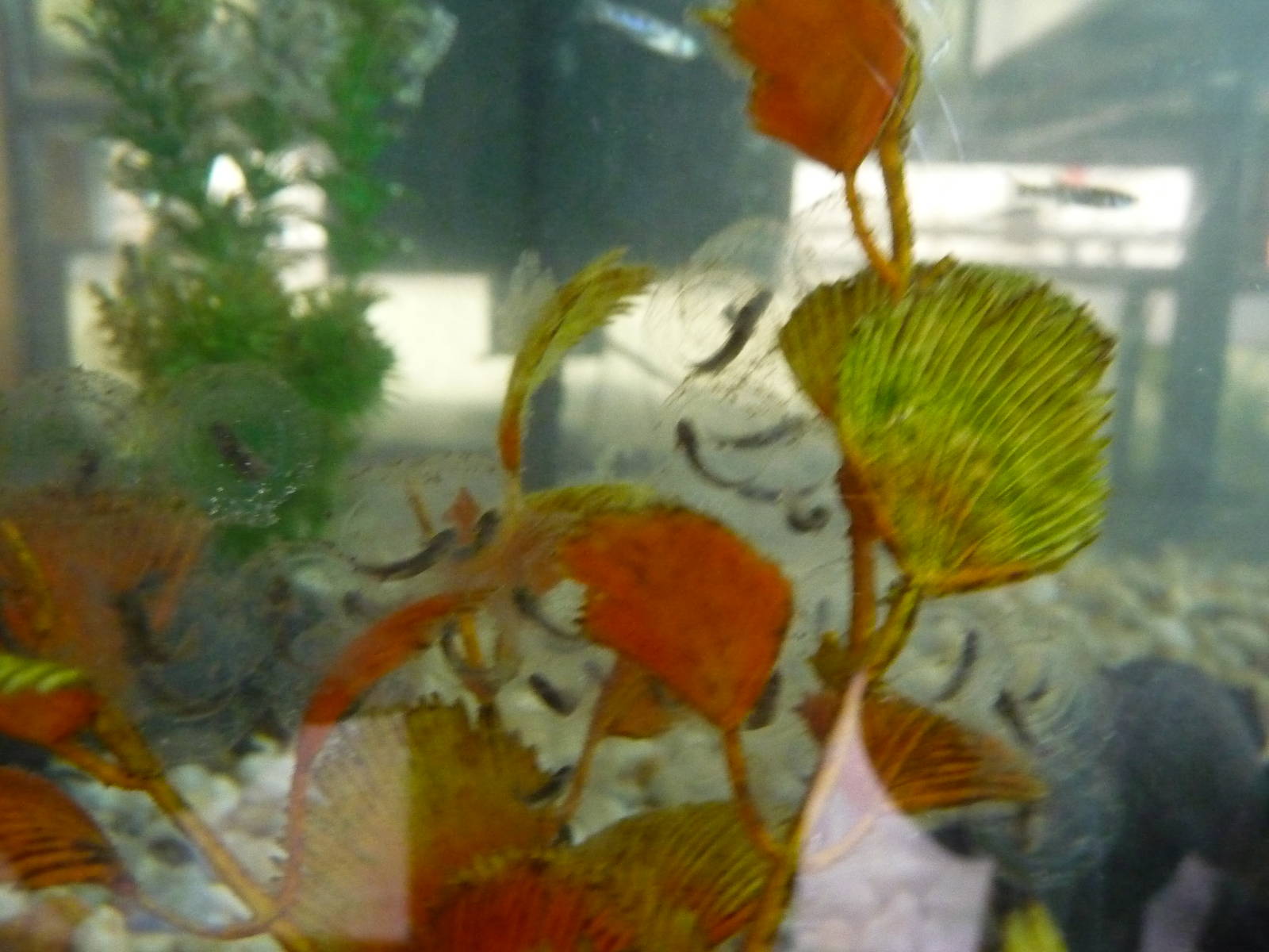 axolotl eggs zoologico los coyotes