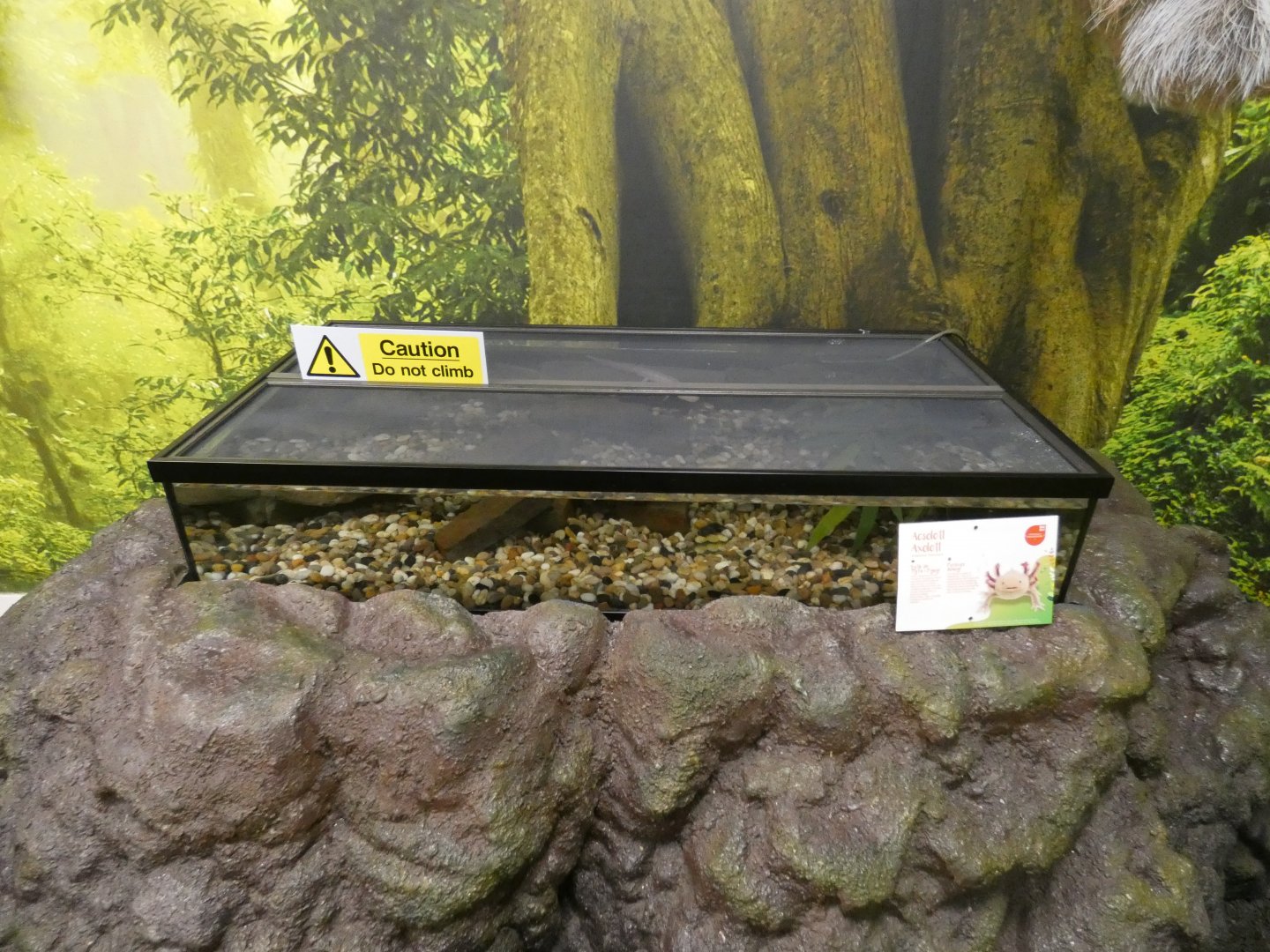 Axolotl enclosure (Plantasia Swansea)