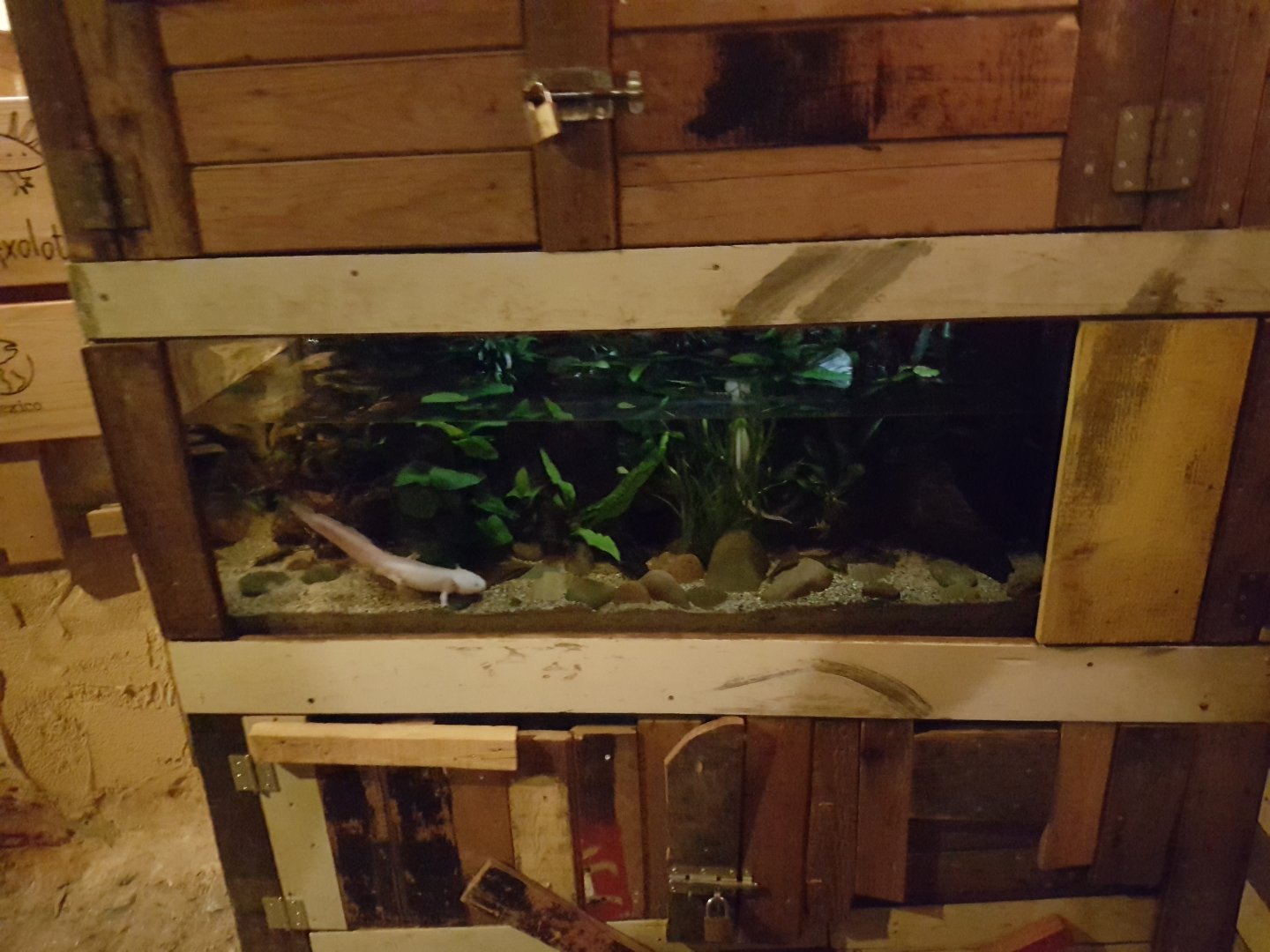 Axolotl-enclosure