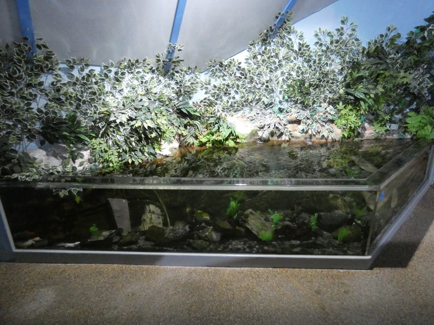 Axolotl enclosure