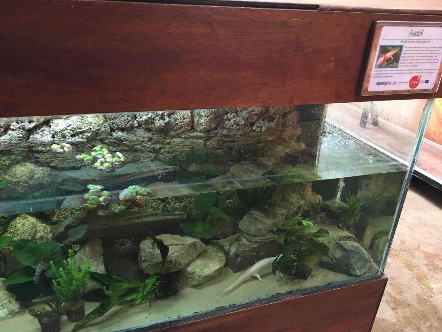 Axolotl exhibit 010817