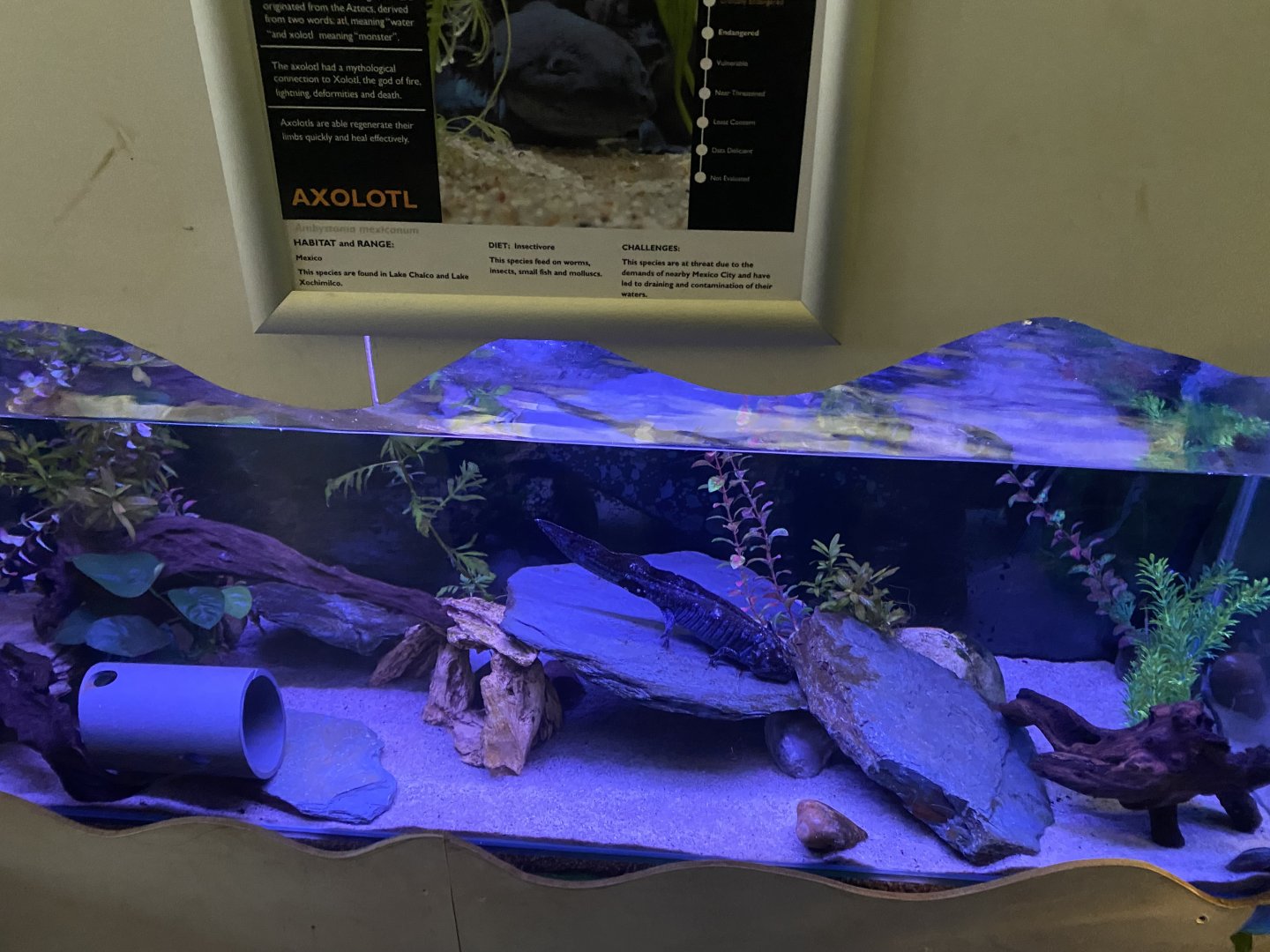 Axolotl exhibit 140224