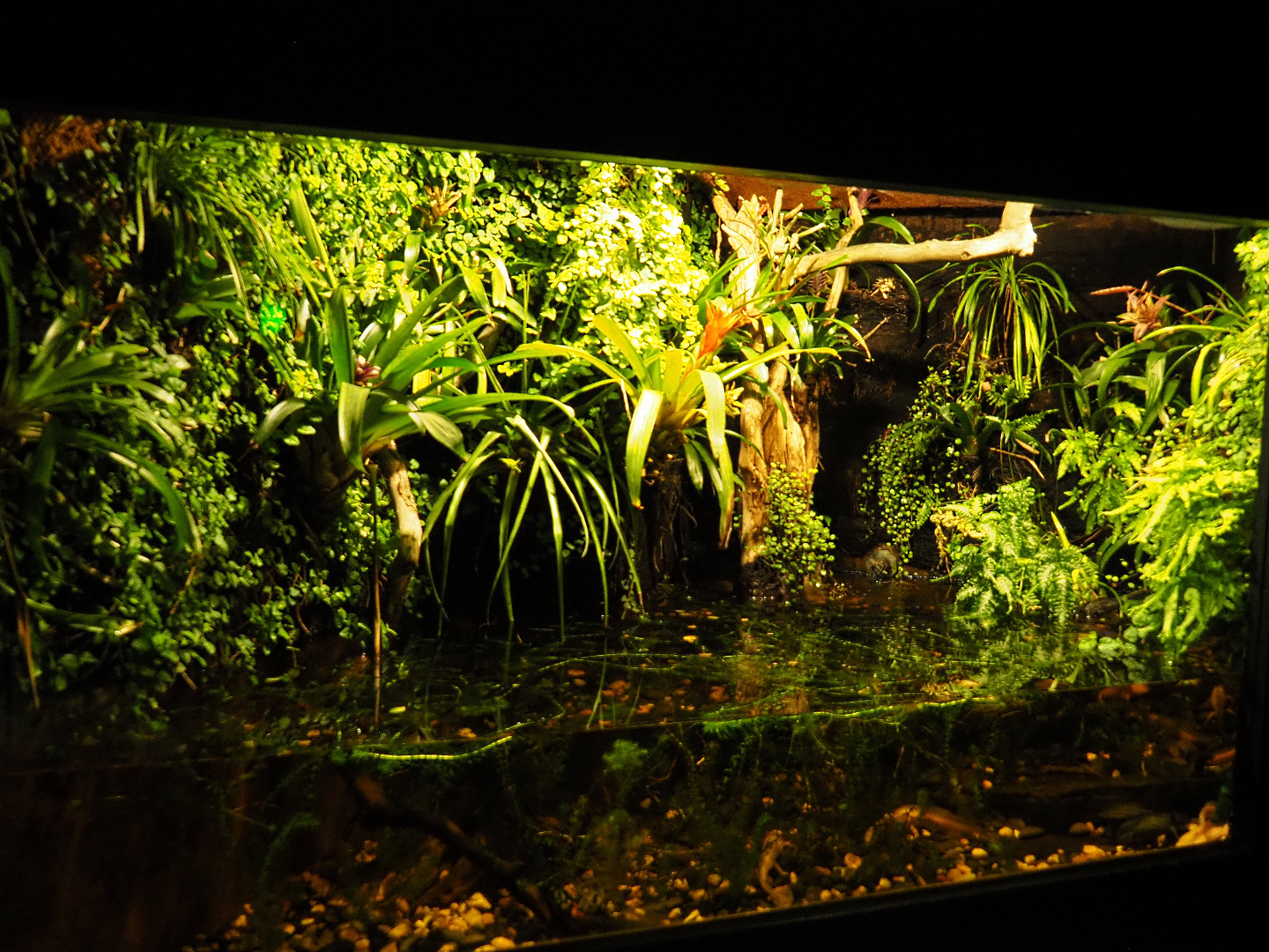 Axolotl exhibit, 2019-10-05