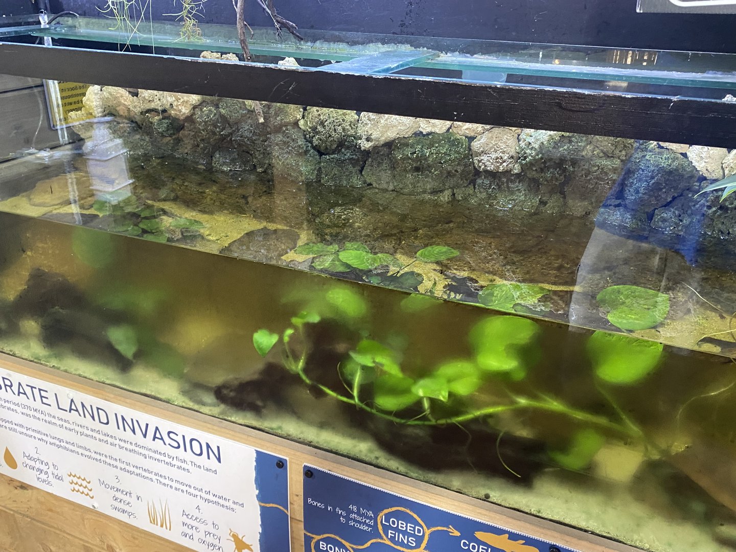 Axolotl exhibit 230922