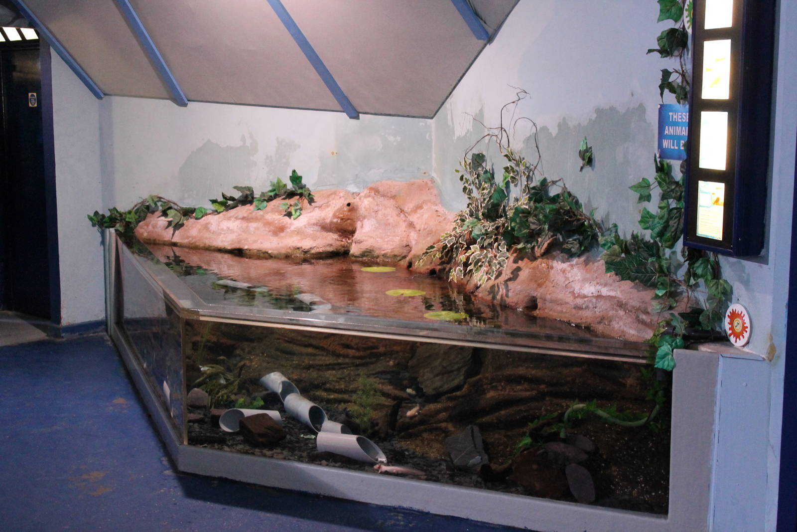 Axolotl exhibit 24th June 2015