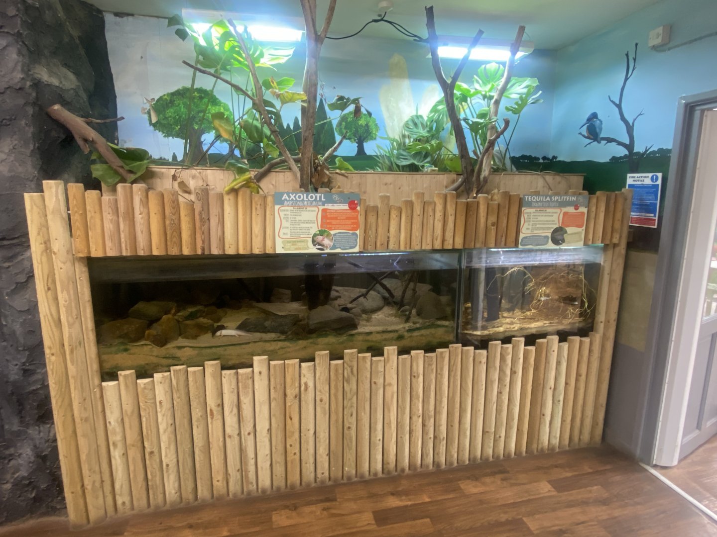 Axolotl exhibit 280425