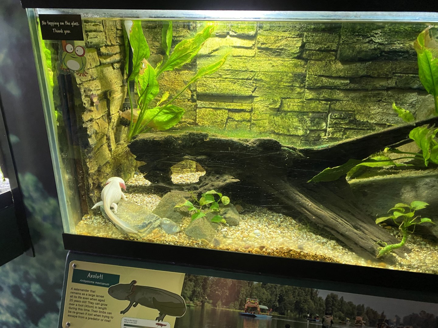 Axolotl exhibit 290224