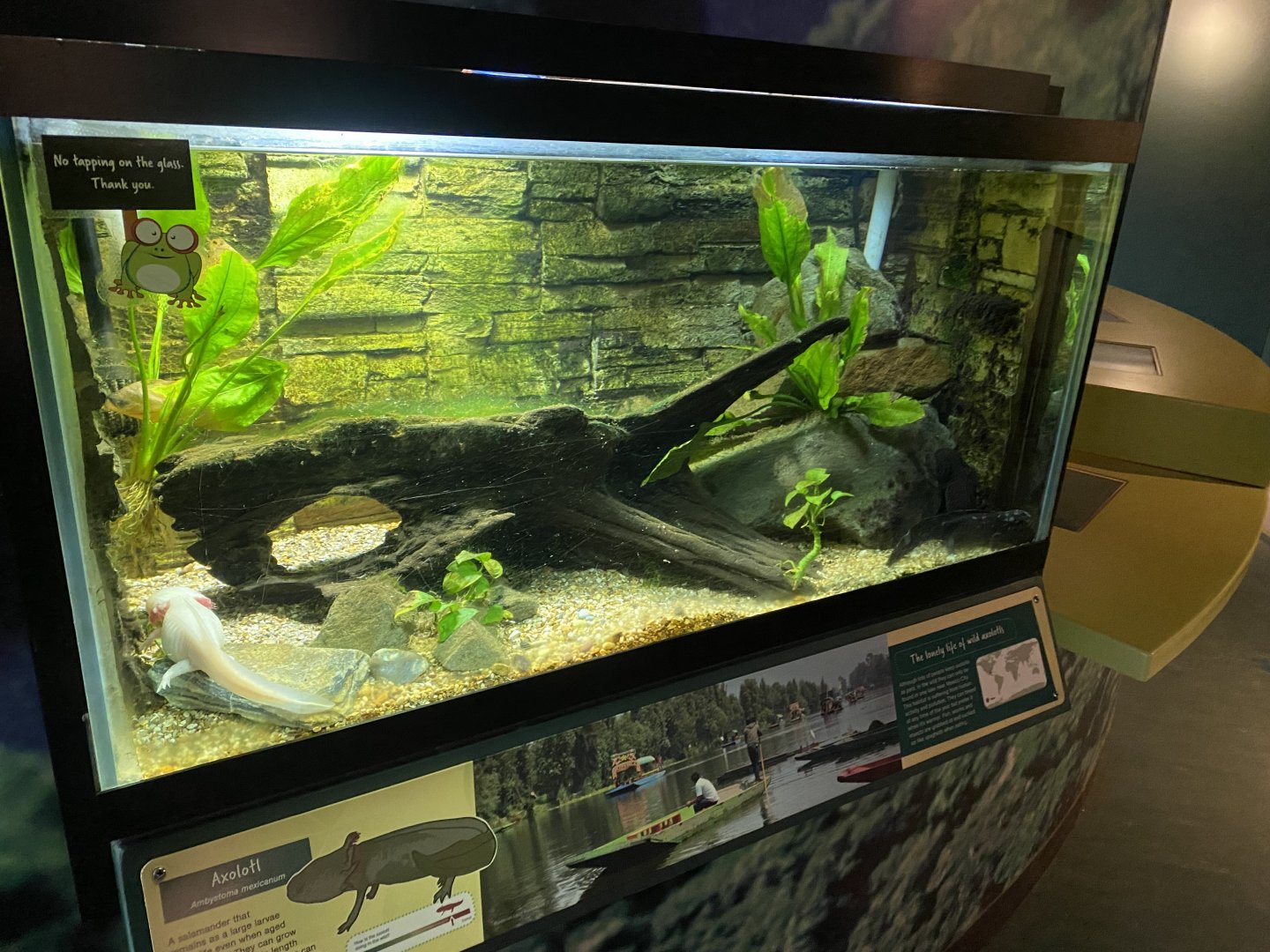 Axolotl exhibit 290224