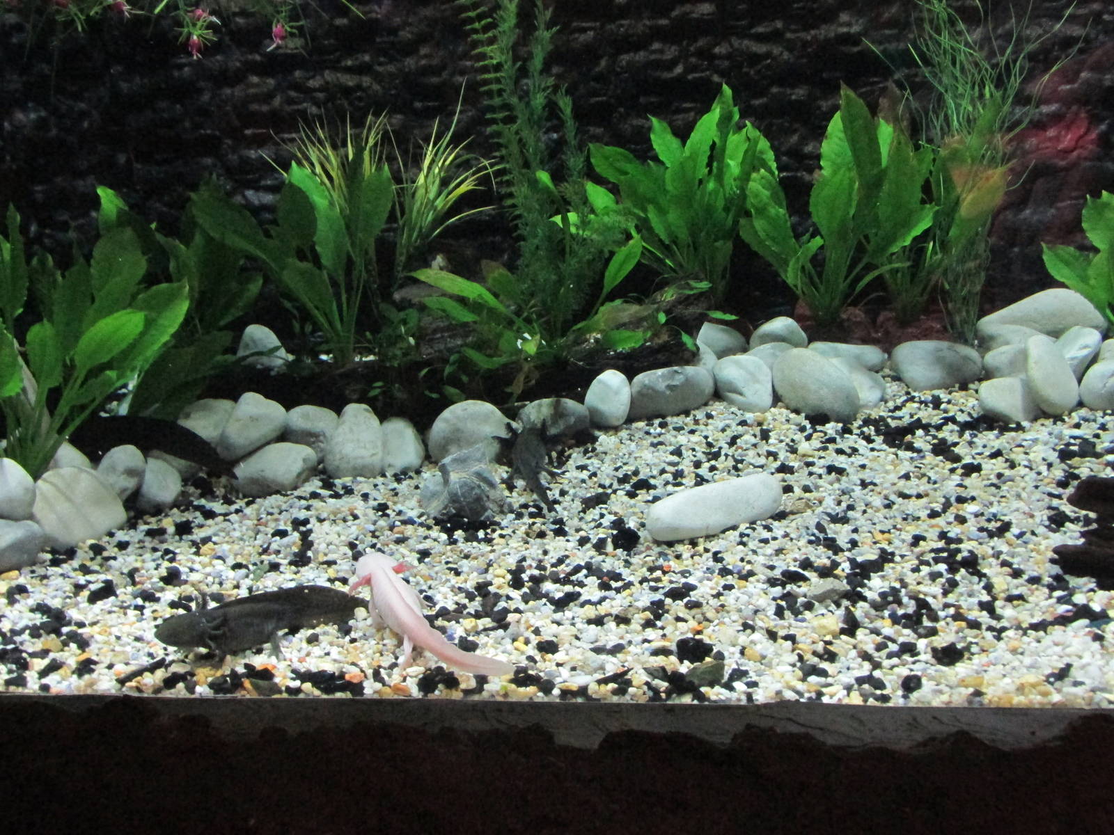 axolotl exhibit acuario inbursa