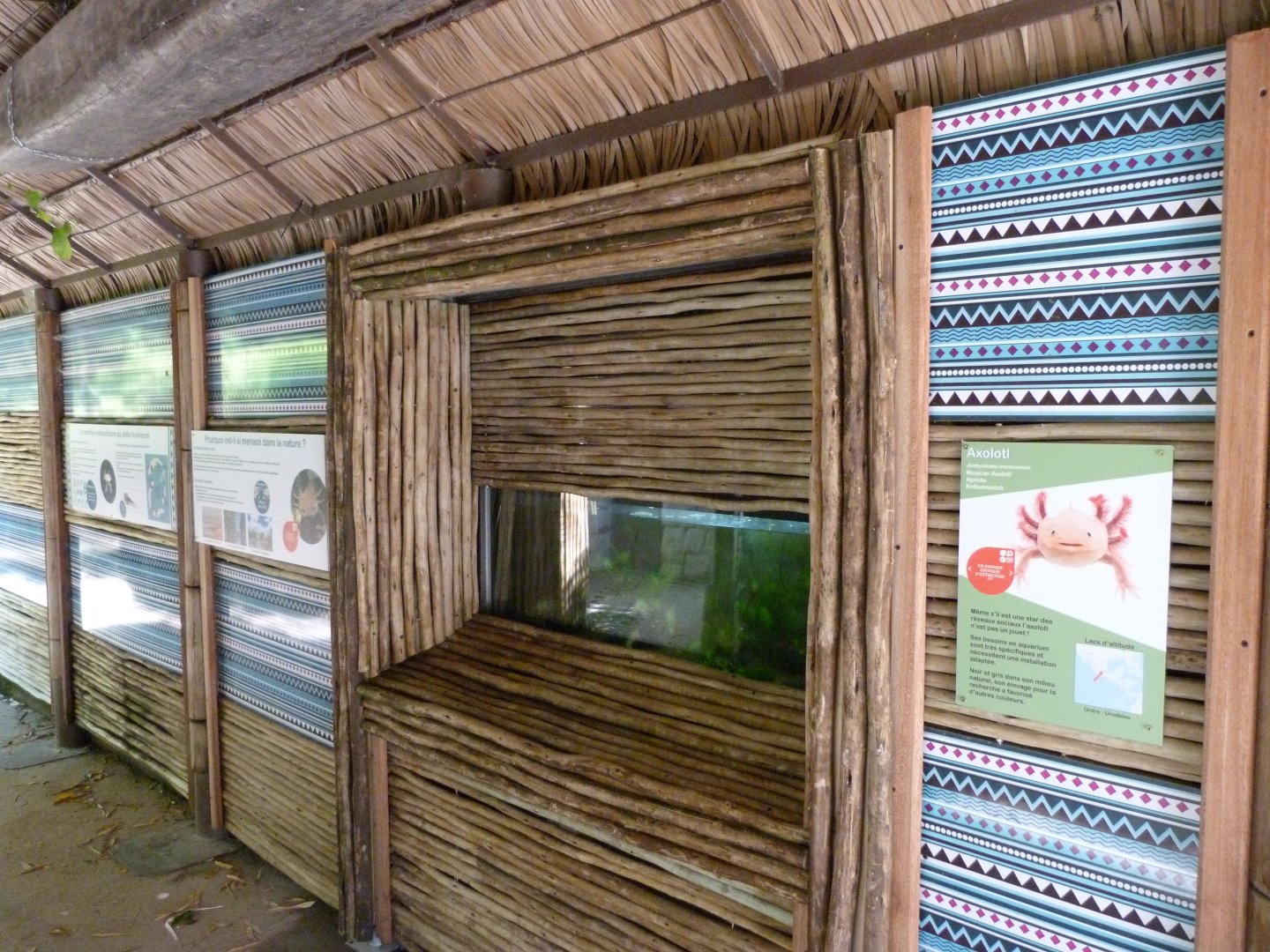 Axolotl exhibit and educative displays -Zoo d'Asson (2025)
