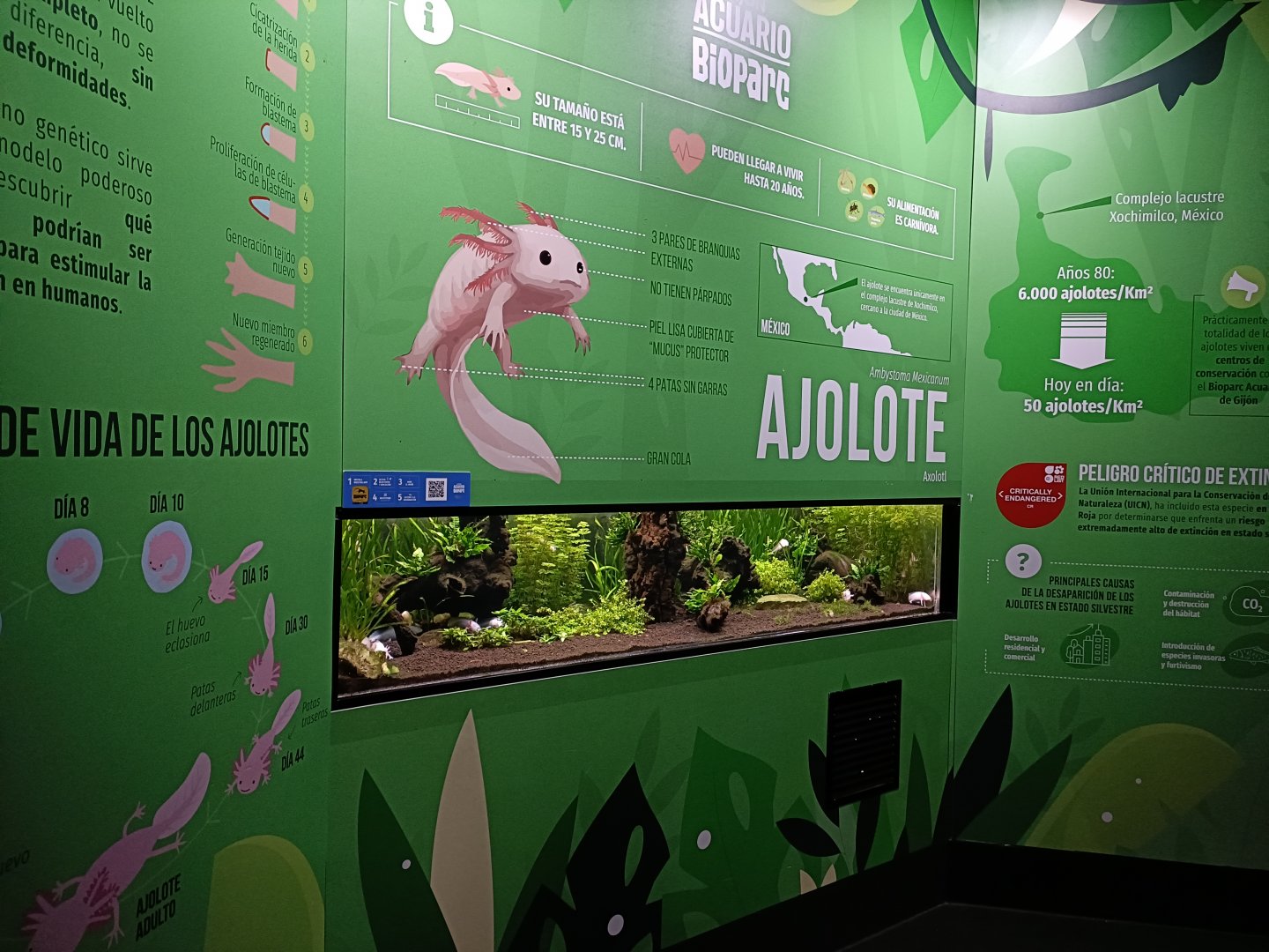 Axolotl exhibit - Bioparc Acuario de Gijón