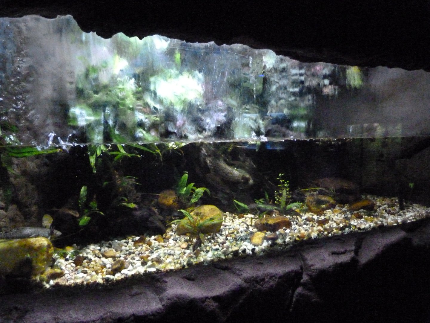 Axolotl exhibit -Faunia (2025)