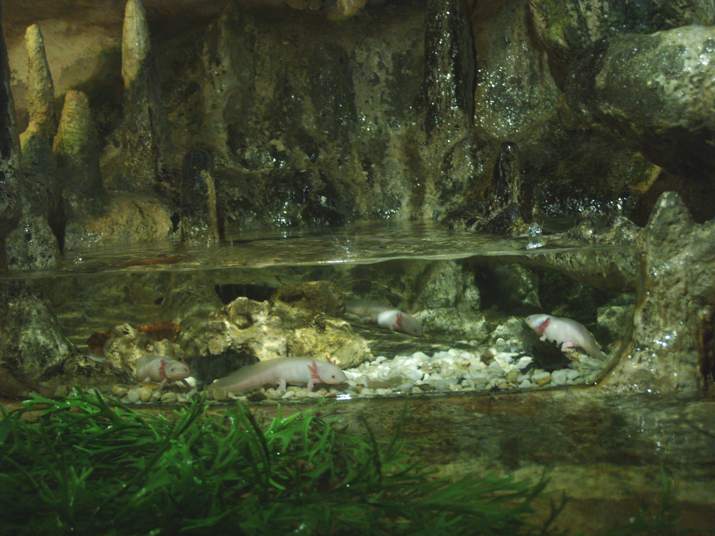 Axolotl exhibit in mock cave, 2014-02-16