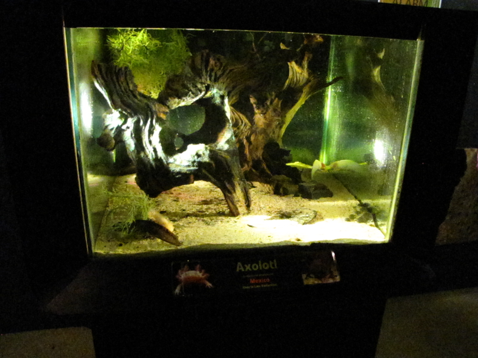 Axolotl exhibit