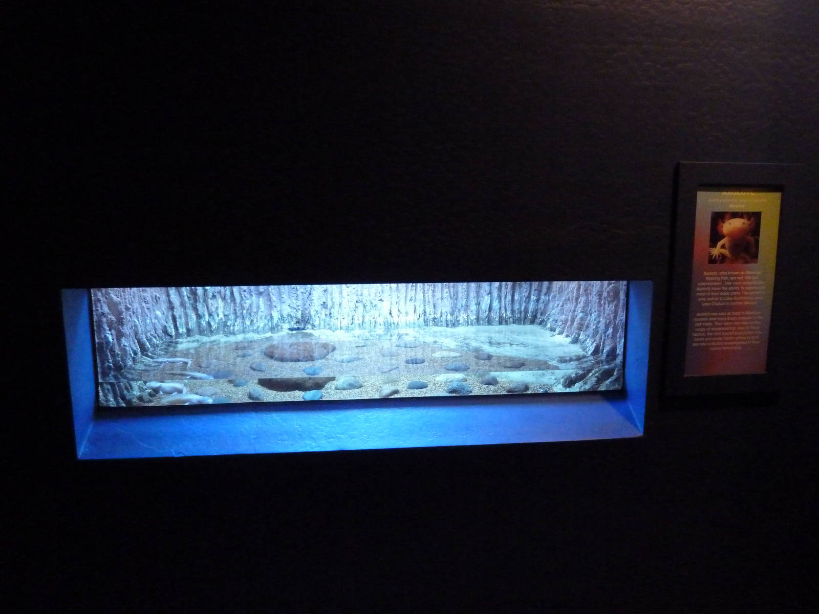 Axolotl Exhibit